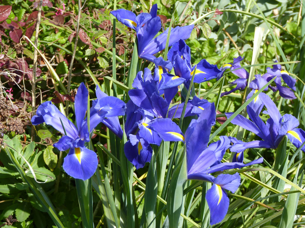 Iris hollandica hort. photo
